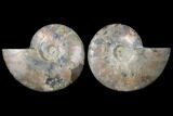 Sliced Ammonite Fossil - Agatized #125033-1